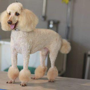 Caniche shampoing plus coupe