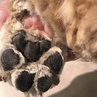 Ongles taillés, pattes nettoyées, manucure parfaite