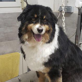 Toilettage chien et chat