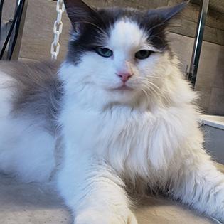 Chat joliment toiletté