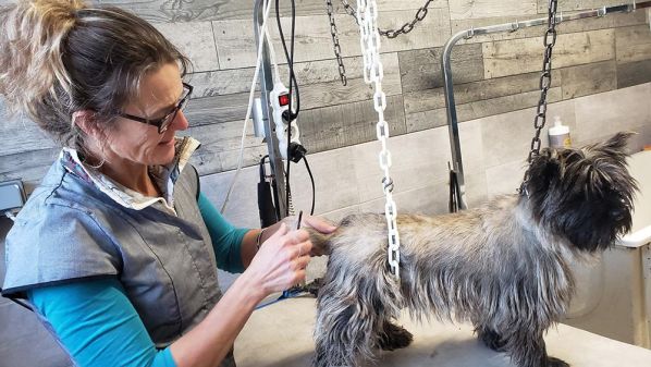 Sonia en pleine séance de toilettage.
