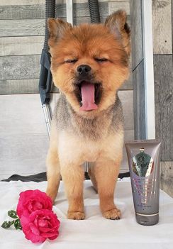 Animal reposé, apaisé après de bons soins.