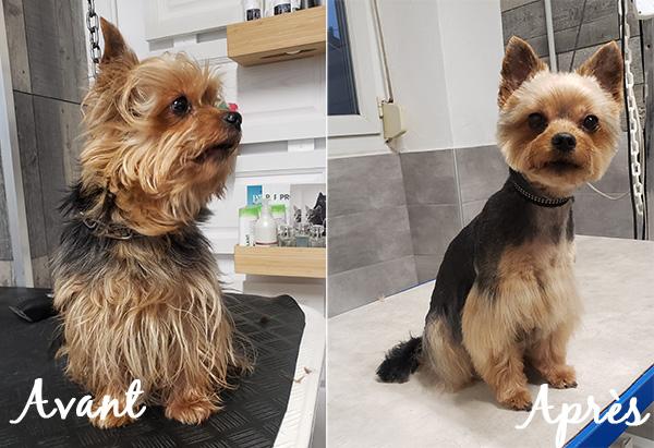 Yorkshire avant après le toilettage