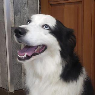 Toilettage chien et chat