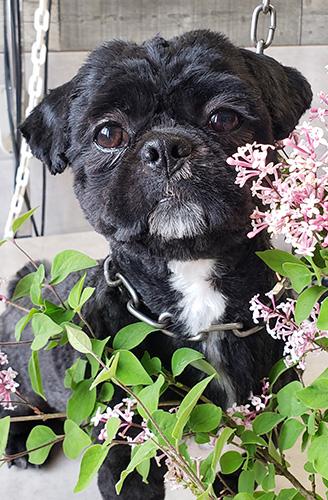 Salon de toilettage Patt'Poil, tout pour le bien-être animal