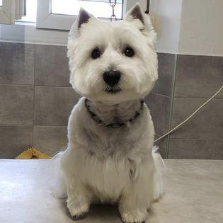 Westie coupe impeccable