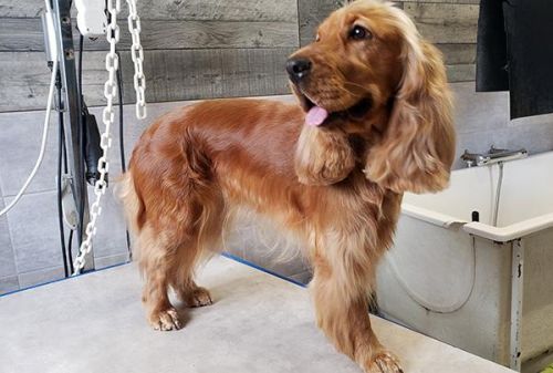 Cocker Tout beau tout propre !